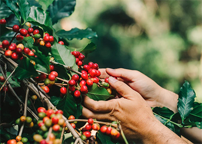 مراحل کاشت و عمل آوری دانه قهوه (قسمت اول)