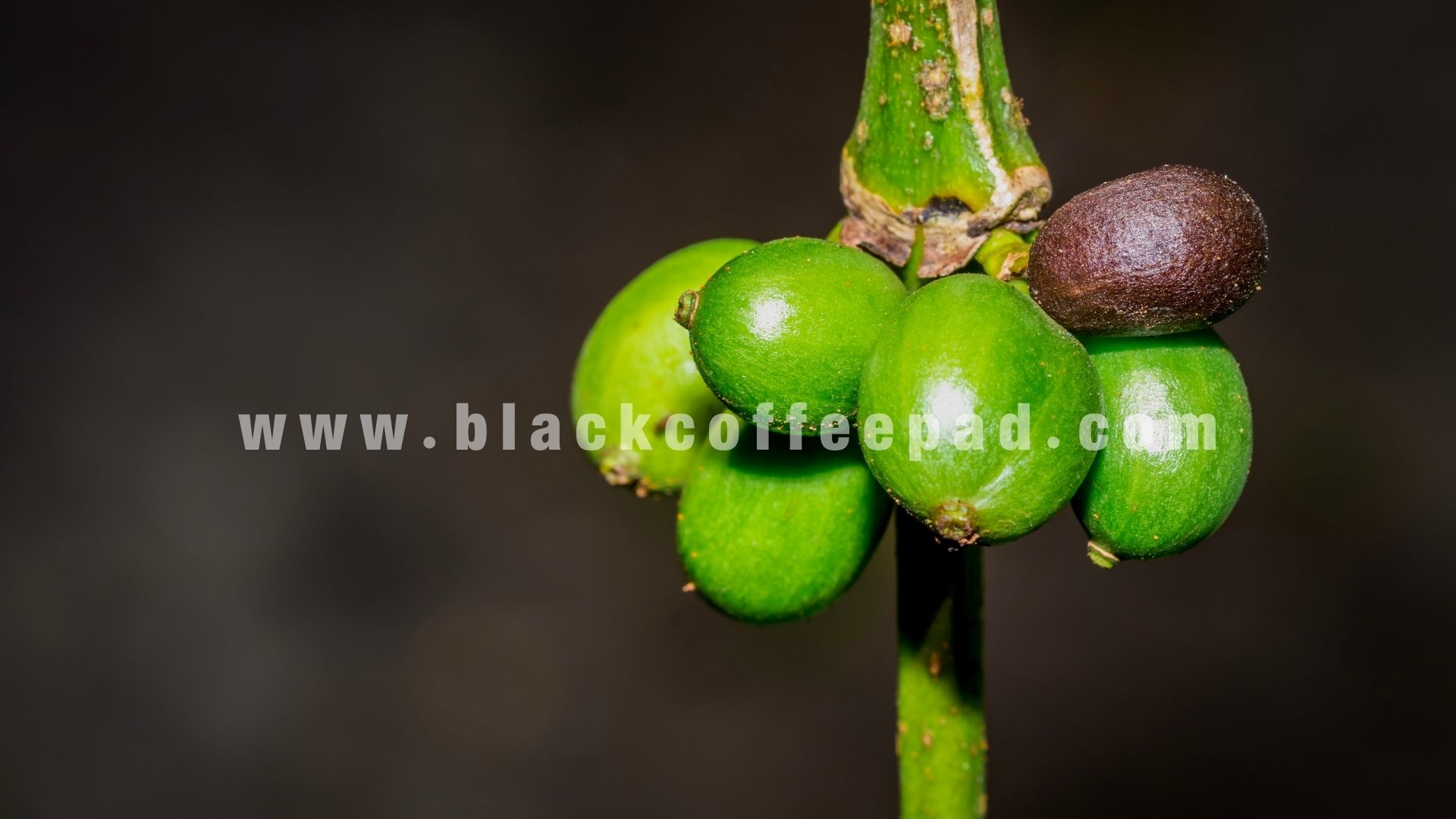 دانه قهوه اوگاندا | uganda coffee 