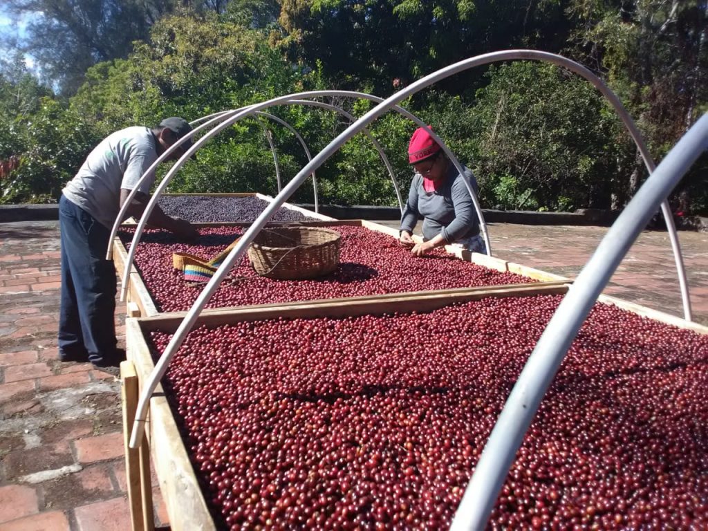 روش پالپشده طبیعی (Pulped/Natural)