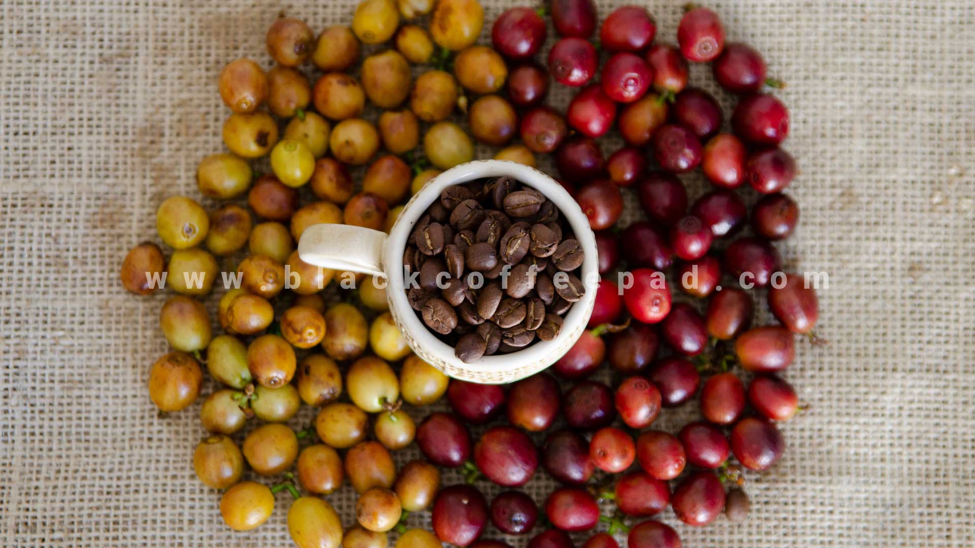 قهوه برزیل | بلک کافی | قهوه برزیل چیست 
