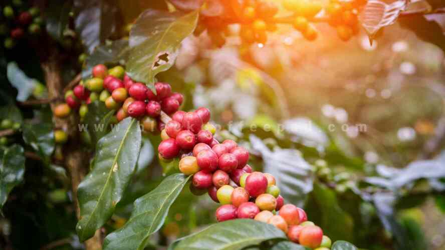 منشا گیاه شناسی و پارکندگی جغرافیایی قهوه