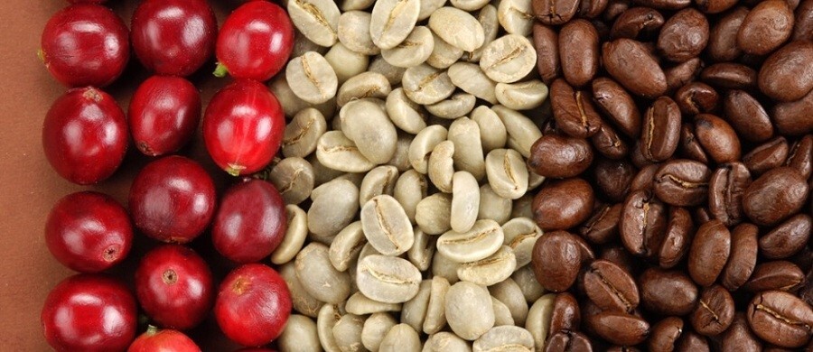 دانه قهوه سوماترا چیست؟ 