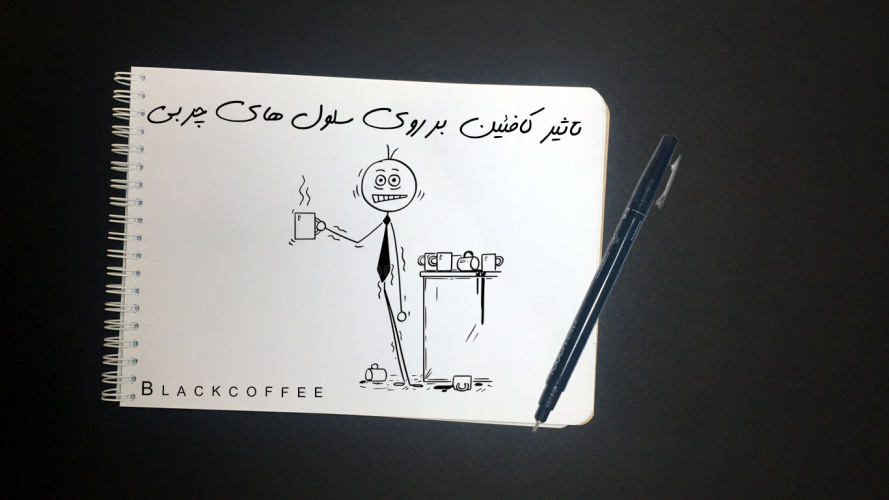 تاثیر کافئین بروی سلول های چربی