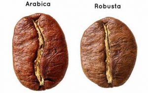 انواع دانه قهوه از عربیکا تا اکسلسا